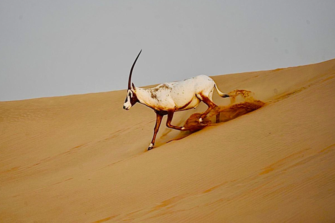 Heritage Desert Safari  with Al Marmoom Bedouin Experience