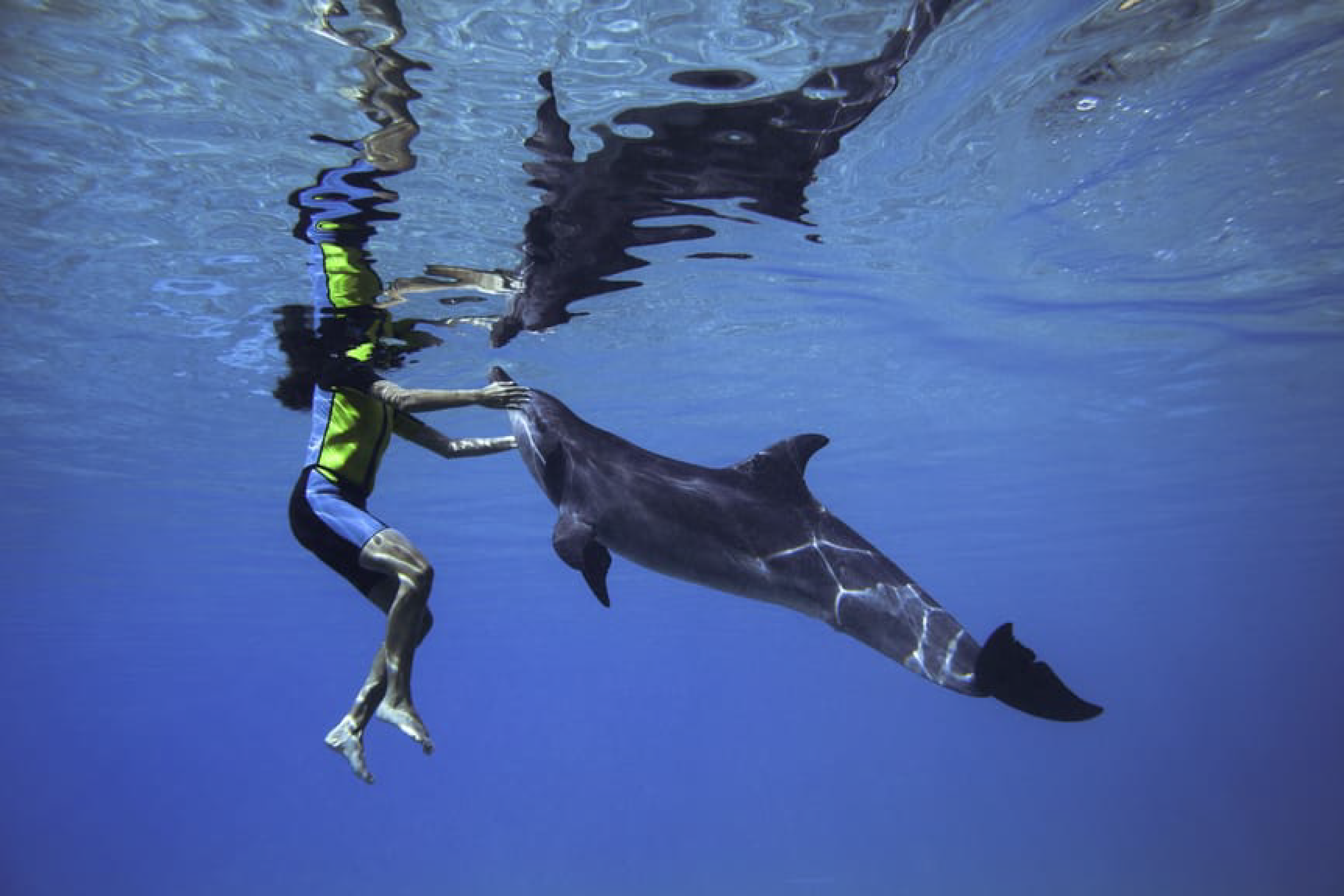 Dolphin Swimming at Atlantis Aquaventure Tickets