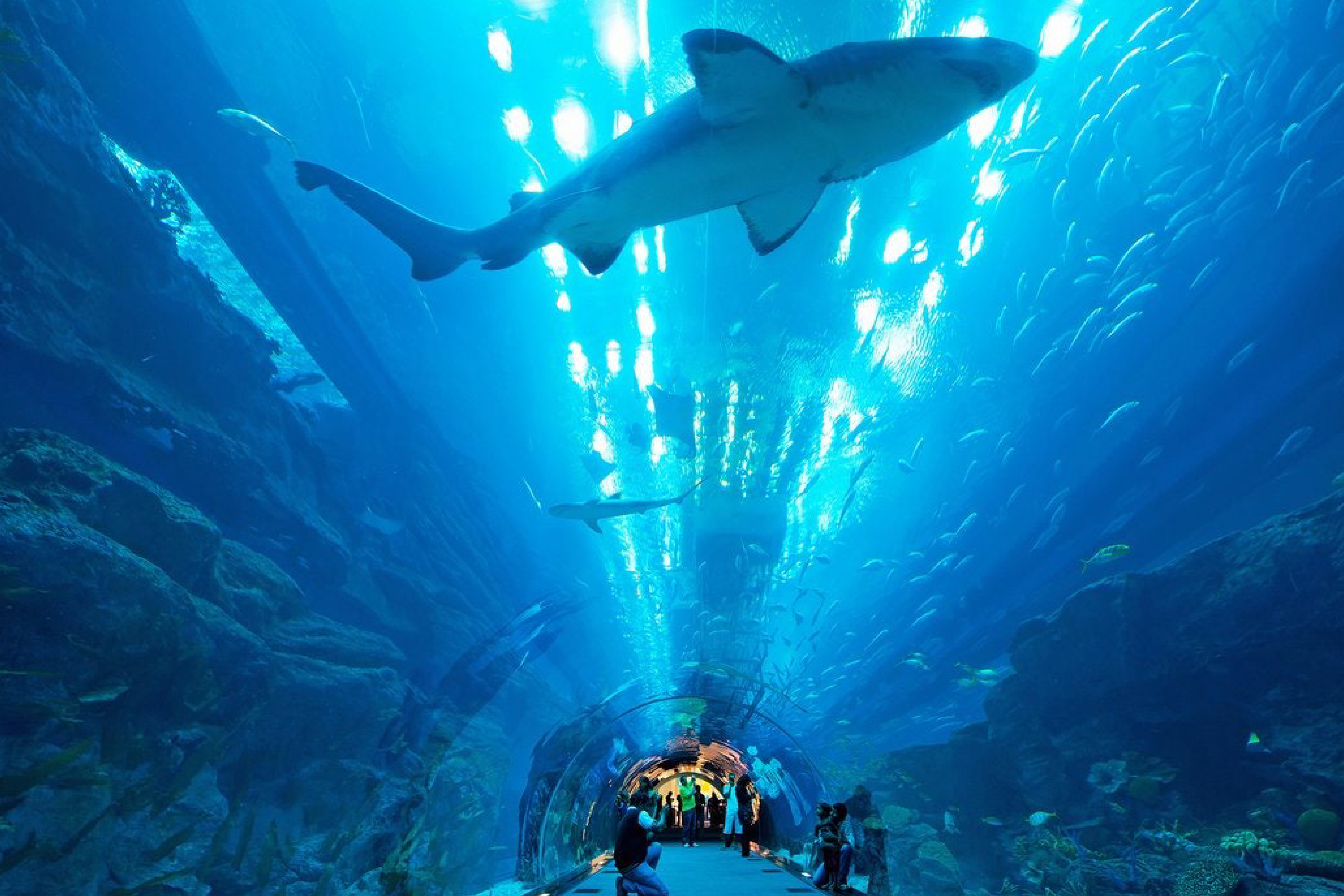 Dubai Aquarium and Underwater Zoo Tickets